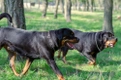 Rottweiler Dogs Breed - Information, Temperament, Size & Price | Pets4Homes