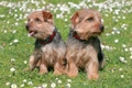 Norfolk Terrier Dogs Breed - Information, Temperament, Size & Price | Pets4Homes