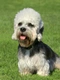 Dandie Dinmont Terrier Dogs Breed - Information, Temperament, Size & Price | Pets4Homes