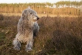 Deerhound Dogs Breed - Information, Temperament, Size & Price | Pets4Homes