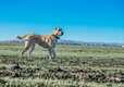 Turkish Kangal Dogs Ras: Karakter, Levensduur & Prijs | Puppyplaats