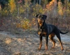 Rottweiler Dogs Breed - Information, Temperament, Size & Price | Pets4Homes