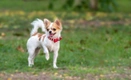 Chihuahua Dogs Ras: Karakter, Levensduur & Prijs | Puppyplaats