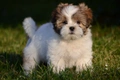 Lhasa Apso Dogs Ras: Karakter, Levensduur & Prijs | Puppyplaats