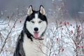 Siberische Husky Dogs Ras: Karakter, Levensduur & Prijs | Puppyplaats