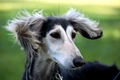 Saluki Dogs Breed - Information, Temperament, Size & Price | Pets4Homes