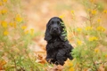 Engelse Cocker Spaniel Dogs Ras: Karakter, Levensduur & Prijs | Puppyplaats