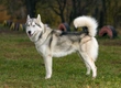 Siberische Husky Dogs Ras: Karakter, Levensduur & Prijs | Puppyplaats