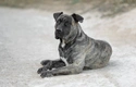 Presa Canario Dogs Breed - Information, Temperament, Size & Price | Pets4Homes