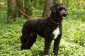 Portuguese Water Dog Dogs Breed - Information, Temperament, Size & Price | Pets4Homes