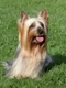 Australian Silky Terrier Dogs Breed - Information, Temperament, Size & Price | Pets4Homes