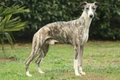 Whippet Dogs Ras: Karakter, Levensduur & Prijs | Puppyplaats