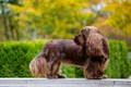 Sussex Spaniel Dogs Breed - Information, Temperament, Size & Price | Pets4Homes