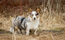 Welsh Corgi Cardigan Dogs Breed - Information, Temperament, Size & Price | Pets4Homes