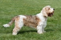 Petit Basset Griffon Vendéen Dogs Ras: Karakter, Levensduur & Prijs | Puppyplaats