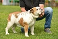 Engelse Bulldog Dogs Ras: Karakter, Levensduur & Prijs | Puppyplaats