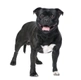 Staffordshire Bull Terrier Dogs Breed - Information, Temperament, Size & Price | Pets4Homes