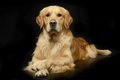 Golden Retriever Dogs Ras: Karakter, Levensduur & Prijs | Puppyplaats