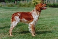 Brittany Spaniel Dogs Breed - Information, Temperament, Size & Price | Pets4Homes