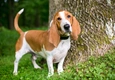 Basset Hound Dogs Ras: Karakter, Levensduur & Prijs | Puppyplaats