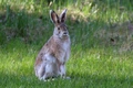 Alaska Rabbits Breed - Information, Temperament, Size & Price | Pets4Homes