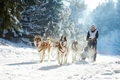 Siberische Husky Dogs Ras: Karakter, Levensduur & Prijs | Puppyplaats