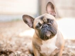 Franse Bulldog Dogs Ras: Karakter, Levensduur & Prijs | Puppyplaats