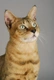 Chausie Cats Breed - Information, Temperament, Size & Price | Pets4Homes