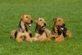 Airedale Terrier Dogs Breed - Information, Temperament, Size & Price | Pets4Homes