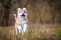 Akita Dogs Breed - Information, Temperament, Size & Price | Pets4Homes