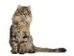 American Curl Cats Breed - Information, Temperament, Size & Price | Pets4Homes