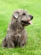 Glen of Imaal Terrier Dogs Breed - Information, Temperament, Size & Price | Pets4Homes