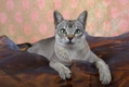 Singapura Cats Breed - Information, Temperament, Size & Price | Pets4Homes