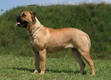 Bullmastiff Dogs Breed - Information, Temperament, Size & Price | Pets4Homes