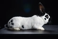 Continental Giant Rabbits Breed - Information, Temperament, Size & Price | Pets4Homes