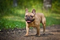 Franse Bulldog Dogs Ras: Karakter, Levensduur & Prijs | Puppyplaats