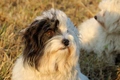 Coton De Tulear Dogs Breed - Information, Temperament, Size & Price | Pets4Homes