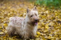 Scottish Terrier Dogs Breed - Information, Temperament, Size & Price | Pets4Homes