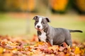 Staffordshire Bull Terrier Dogs Breed - Information, Temperament, Size & Price | Pets4Homes