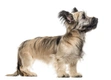 Skye Terrier Dogs Breed - Information, Temperament, Size & Price | Pets4Homes