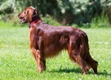 Ierse Setter Dogs Ras: Karakter, Levensduur & Prijs | Puppyplaats