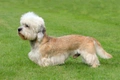 Dandie Dinmont Terrier Dogs Breed - Information, Temperament, Size & Price | Pets4Homes