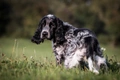 Engelse Cocker Spaniel Dogs Ras: Karakter, Levensduur & Prijs | Puppyplaats