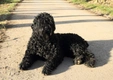 Russian Black Terrier Dogs Breed - Information, Temperament, Size & Price | Pets4Homes