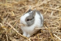 Netherland Dwarf Rabbits Breed - Information, Temperament, Size & Price | Pets4Homes