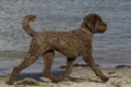 Labradoodle Dogs Ras: Karakter, Levensduur & Prijs | Puppyplaats