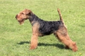 Welsh Terrier Dogs Breed - Information, Temperament, Size & Price | Pets4Homes