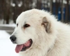 Mastin de los Pirineos (Pyreneese Mastiff) Dogs Ras: Karakter, Levensduur & Prijs | Puppyplaats