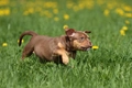 American Bully Dogs Ras: Karakter, Levensduur & Prijs | Puppyplaats