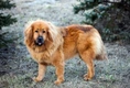 Tibetan Mastiff Dogs Breed - Information, Temperament, Size & Price | Pets4Homes